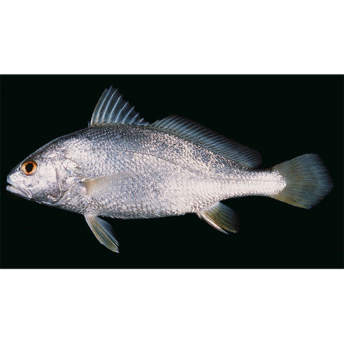 Рыба Нибея Фото