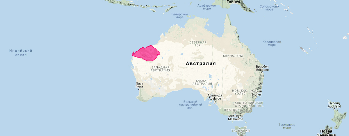 Западный нинго (Ningaui timealeyi) Ареал обитания на карте