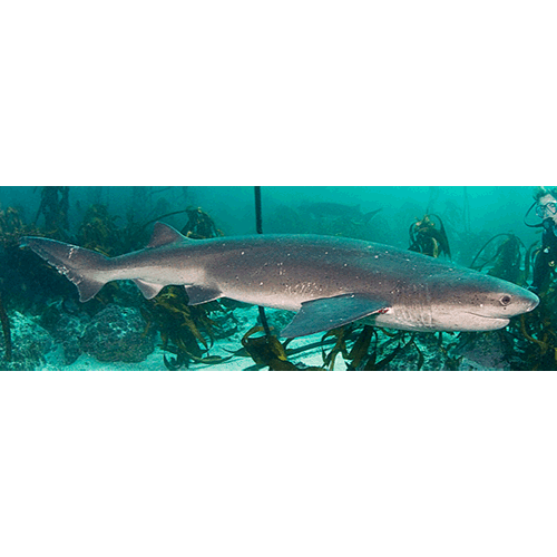  Род Плоскоголовые акулы  фото