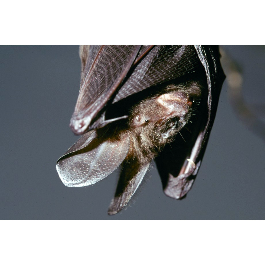 Гигантский щелеморд (Nycteris grandis) Фото №7