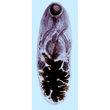 Семейство Ochetosomatidae фото