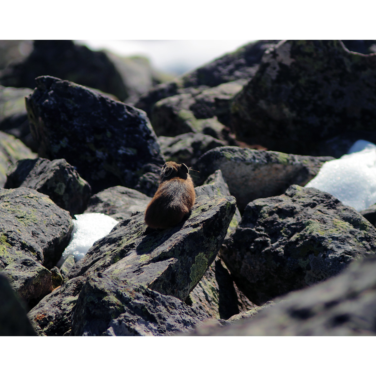 Алтайская пищуха (Ochotona alpina) Фото №6