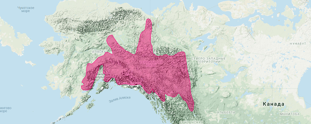 Аляскинская пищуха (Ochotona collaris) Ареал обитания на карте
