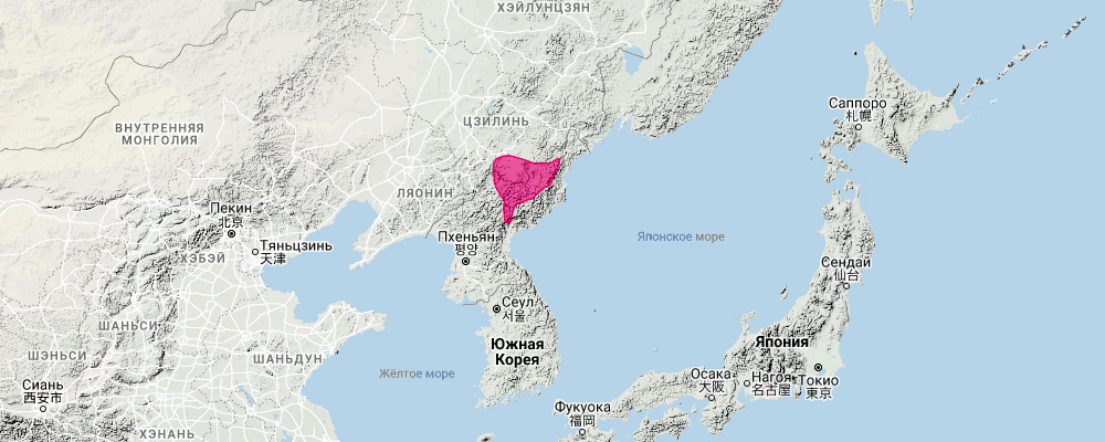 Korean Pika (Ochotona coreana) Ареал обитания на карте