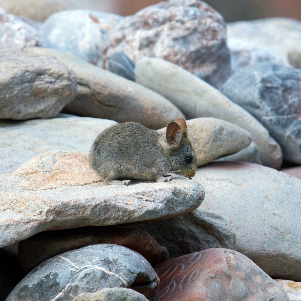 Камская пищуха (Ochotona gloveri) Фото №3