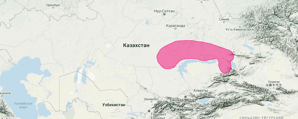 Kazakh Pika (Ochotona opaca) Ареал обитания на карте