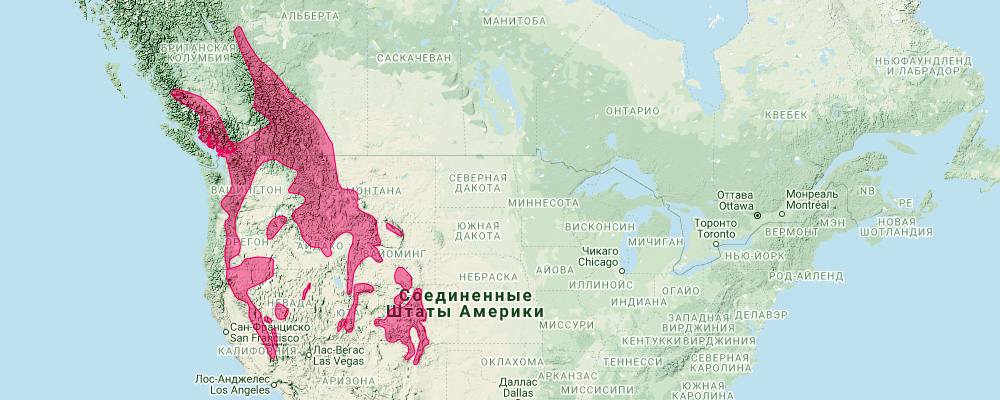 Американская пищуха (Ochotona princeps) Ареал обитания на карте