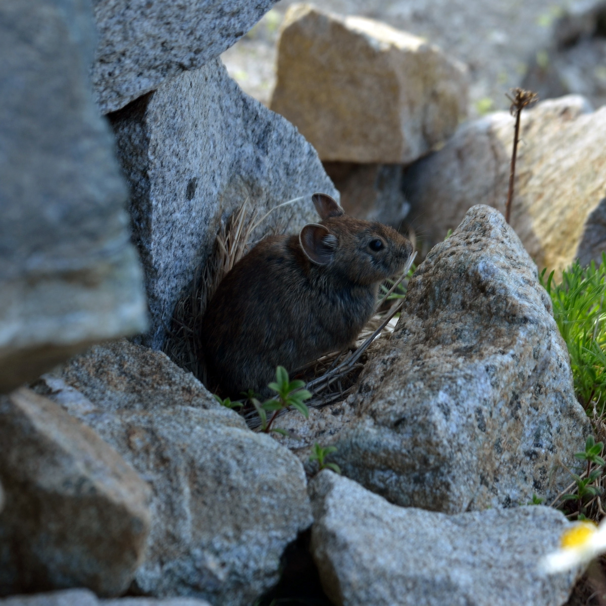 Qinling Pika (Ochotona syrinx) Фото №8