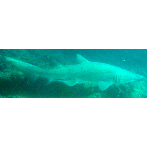  Род Песчаные акулы  фото