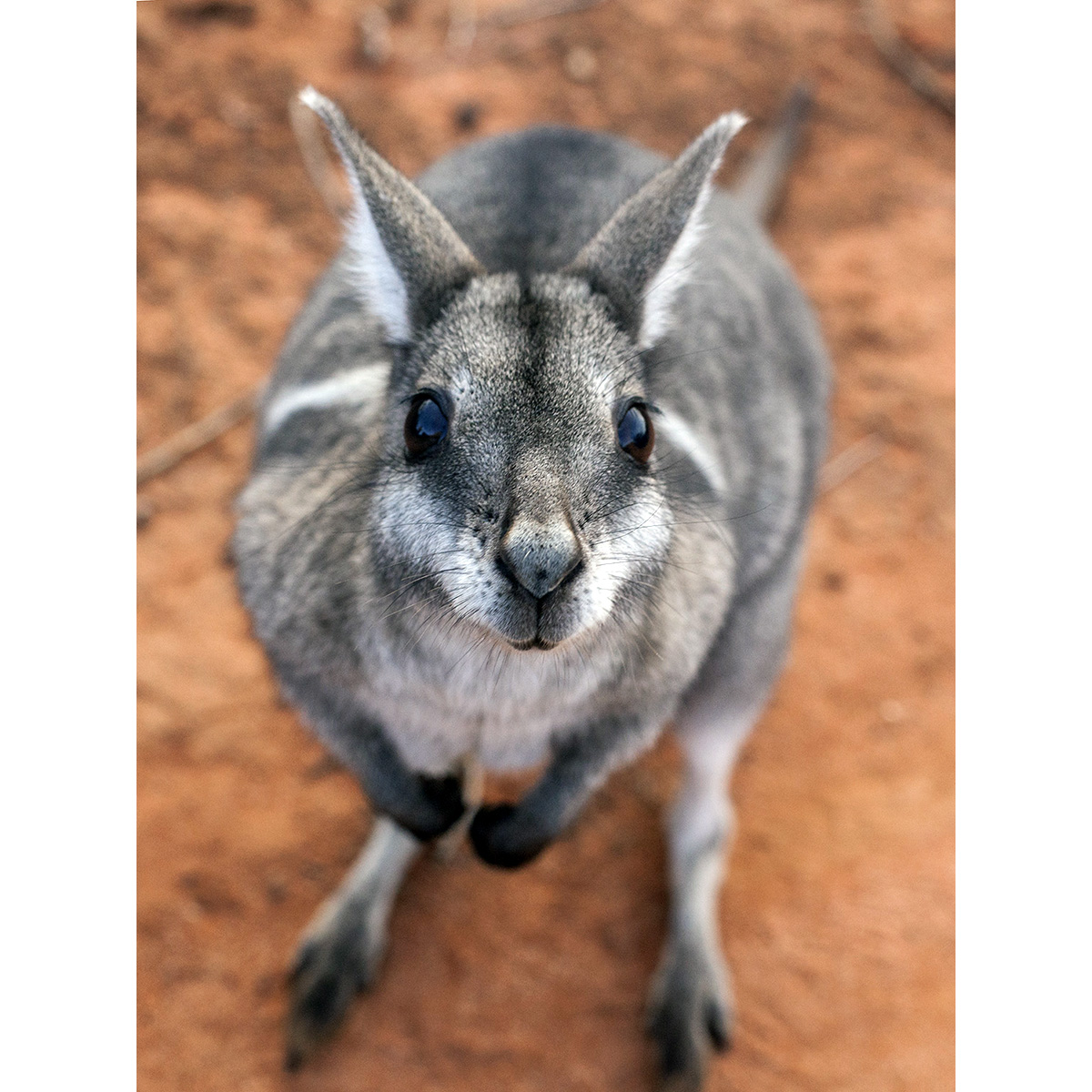 Короткокоготный кенгуру (Onychogalea fraenata) Фото №10