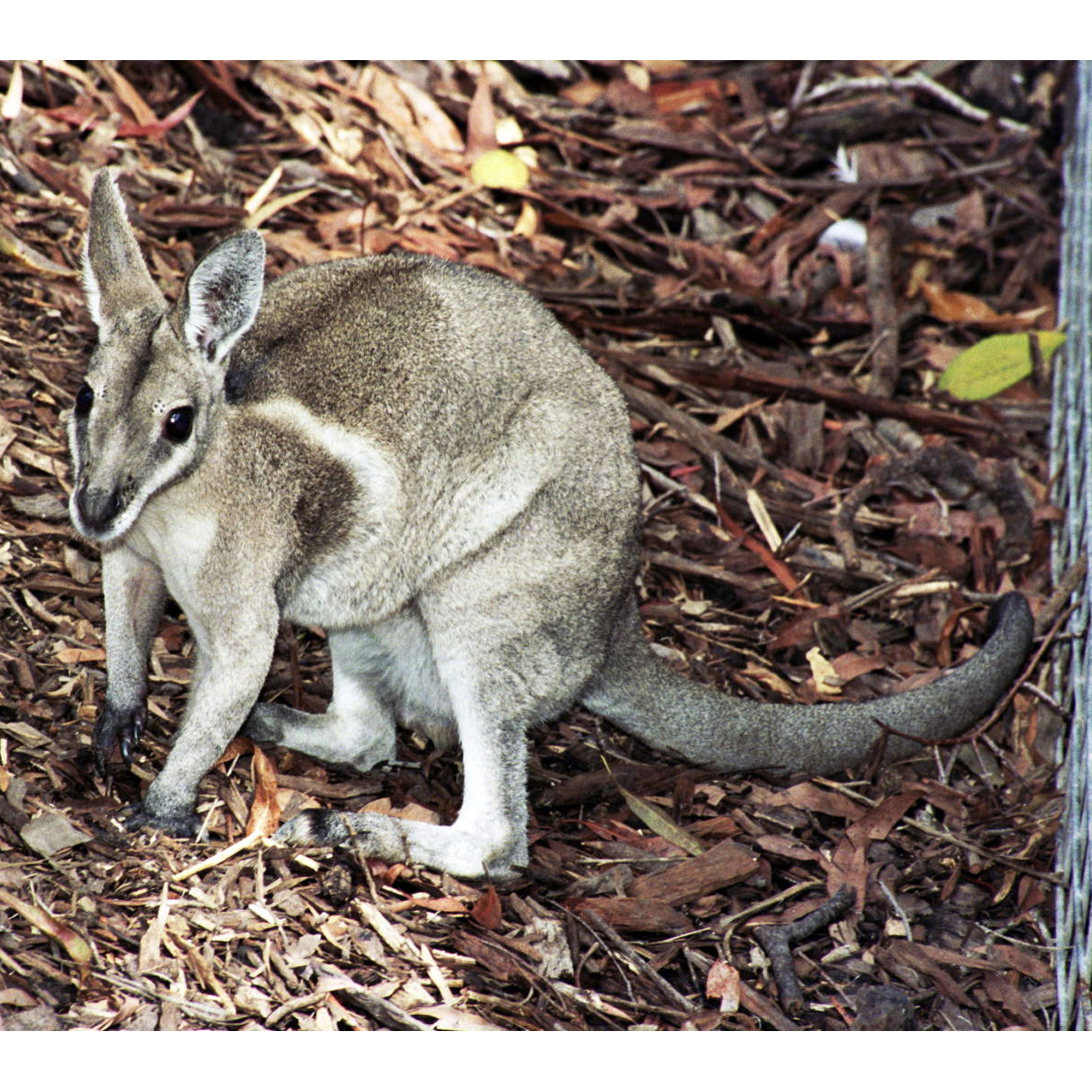 Короткокоготный кенгуру (Onychogalea fraenata) Фото №2
