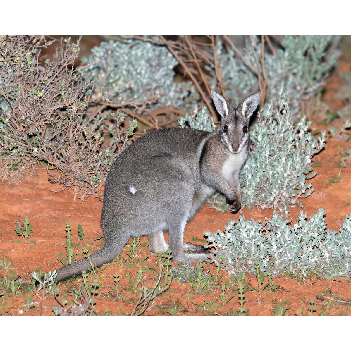Короткокоготный кенгуру (Onychogalea fraenata) Фото №3