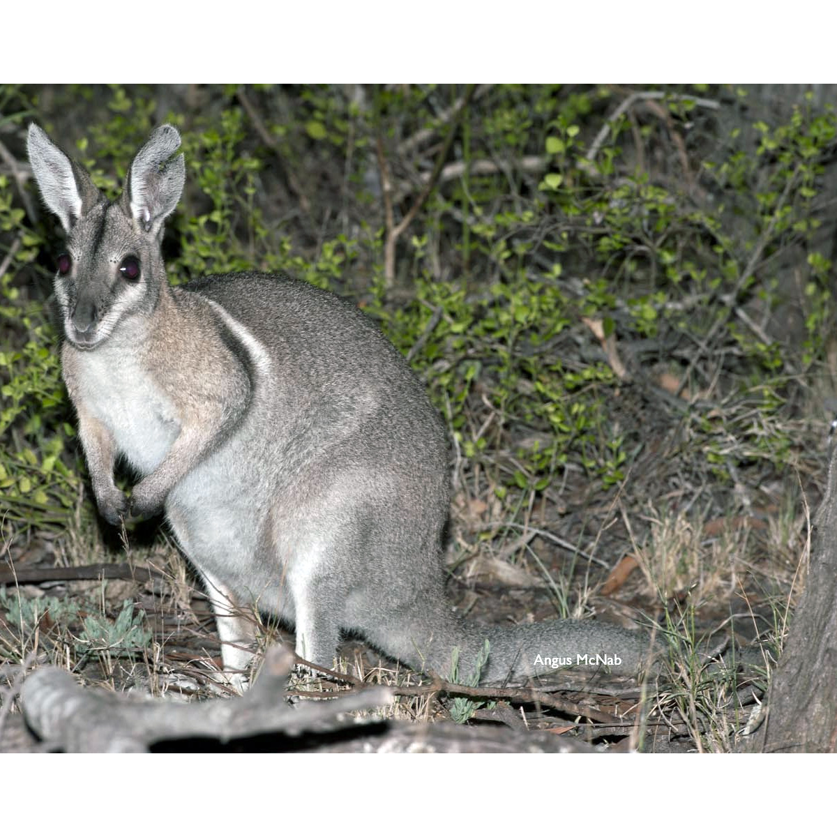 Короткокоготный кенгуру (Onychogalea fraenata) Фото №4