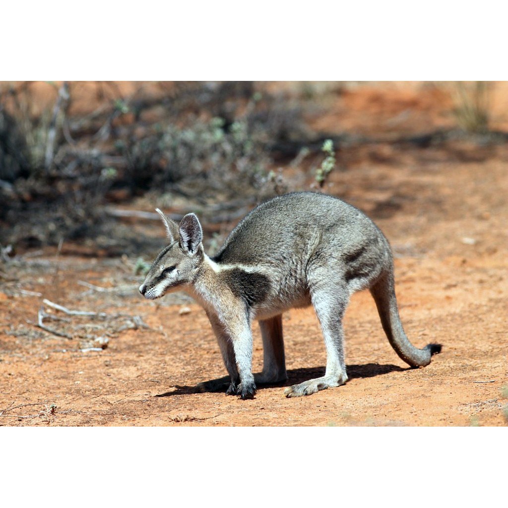 Короткокоготный кенгуру (Onychogalea fraenata) Фото №5