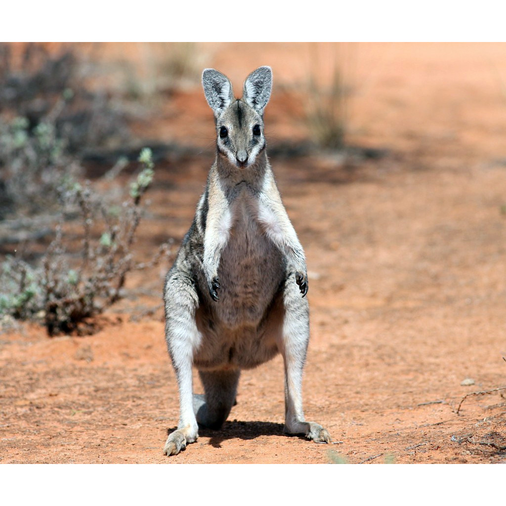 Короткокоготный кенгуру (Onychogalea fraenata) Фото №6