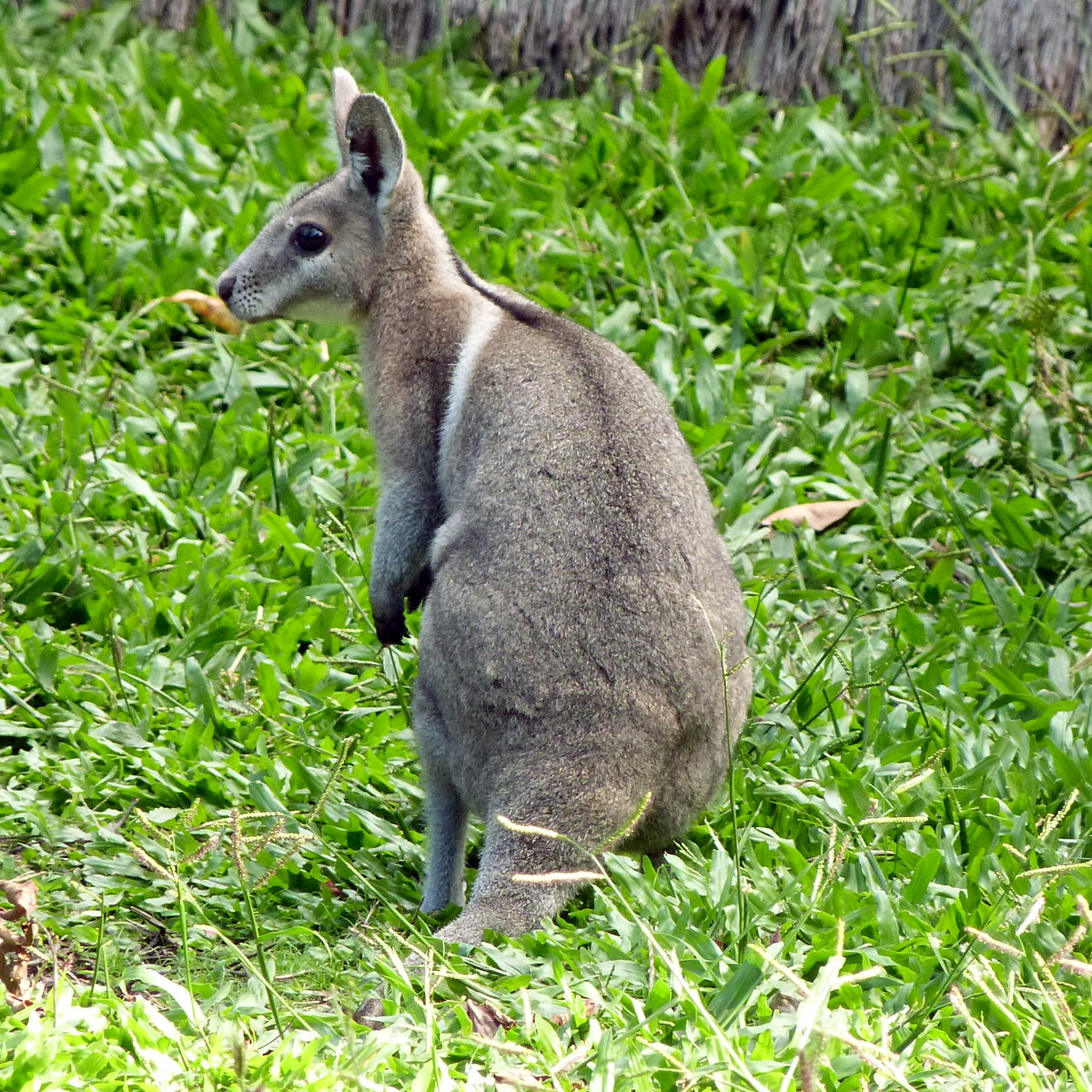 Короткокоготный кенгуру (Onychogalea fraenata) Фото №7