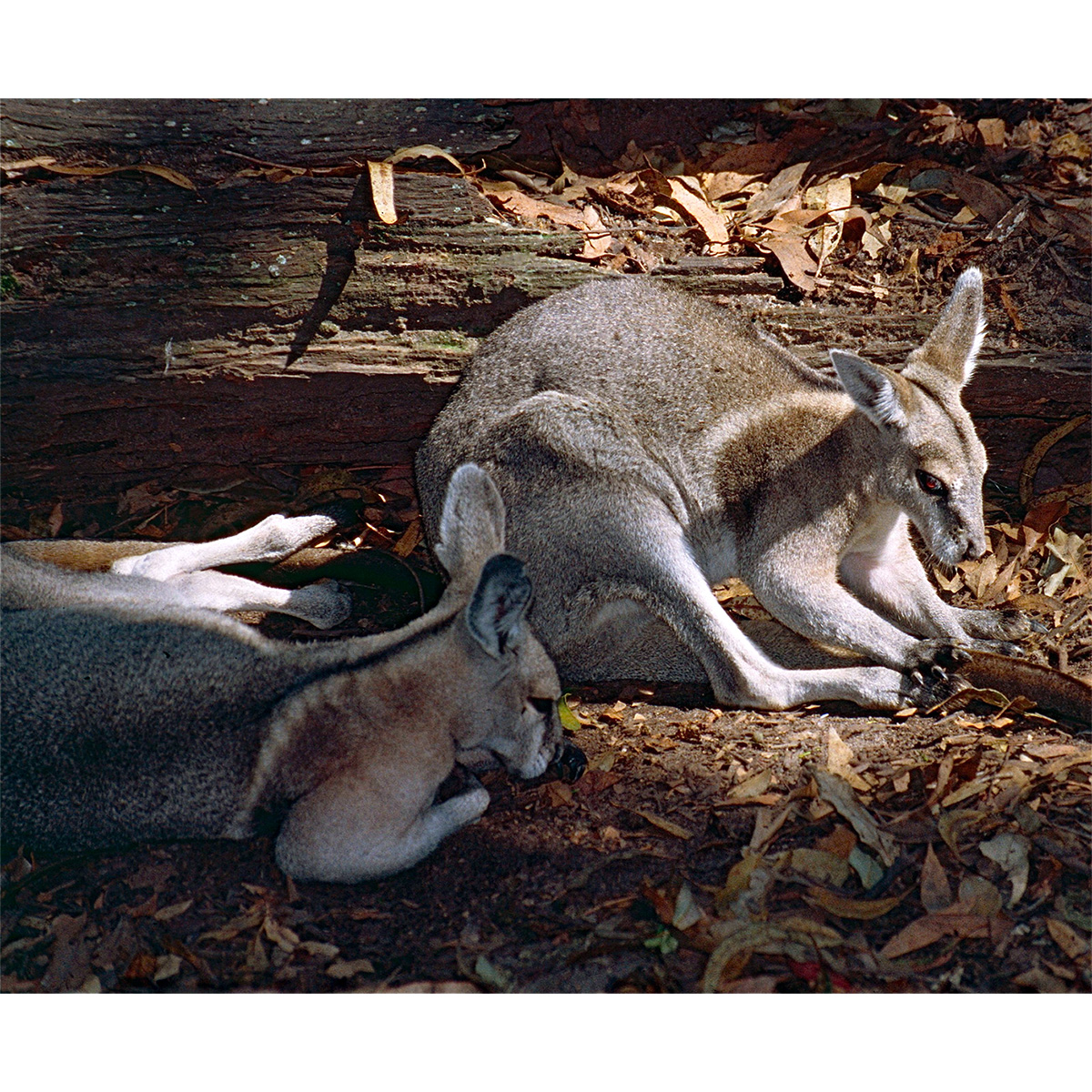 Короткокоготный кенгуру (Onychogalea fraenata) Фото №8