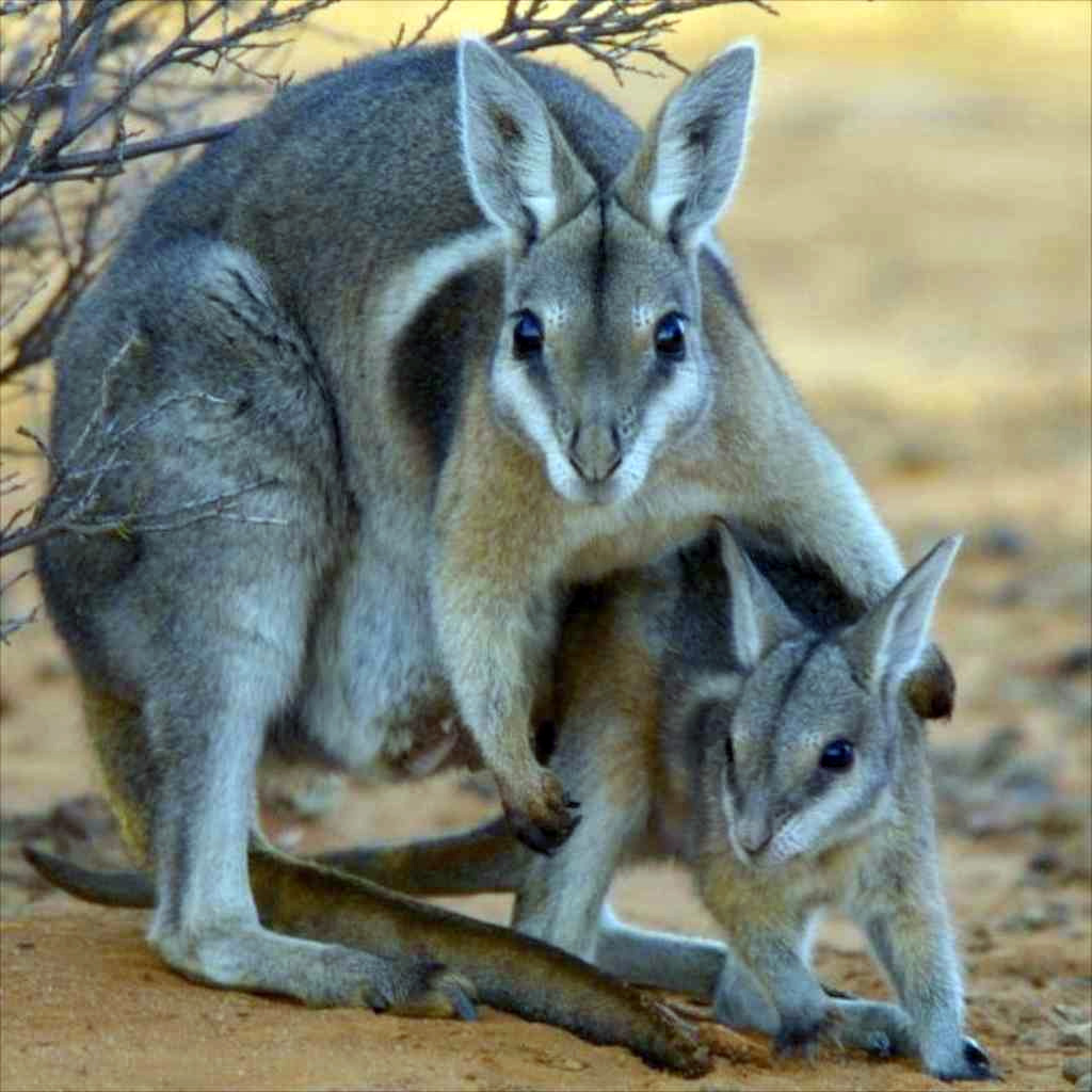 Короткокоготный кенгуру (Onychogalea fraenata) Фото №9