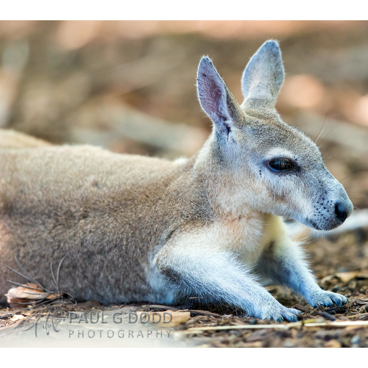 Плоскокоготный кенгуру (Onychogalea unguifera) Фото №10