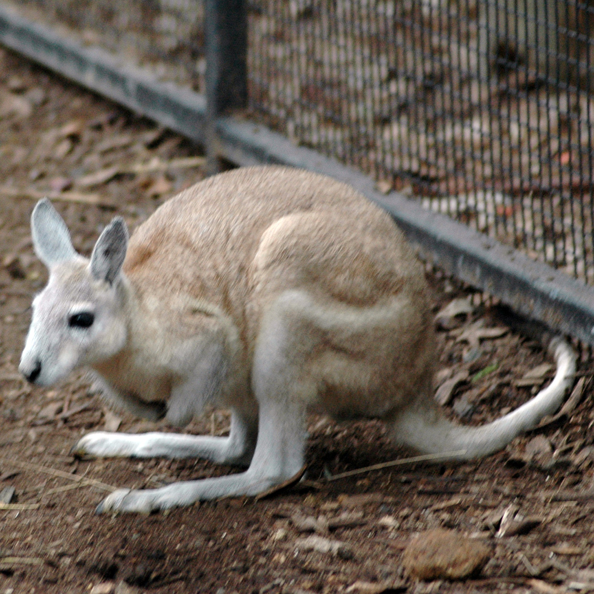 Плоскокоготный кенгуру (Onychogalea unguifera) Фото №2
