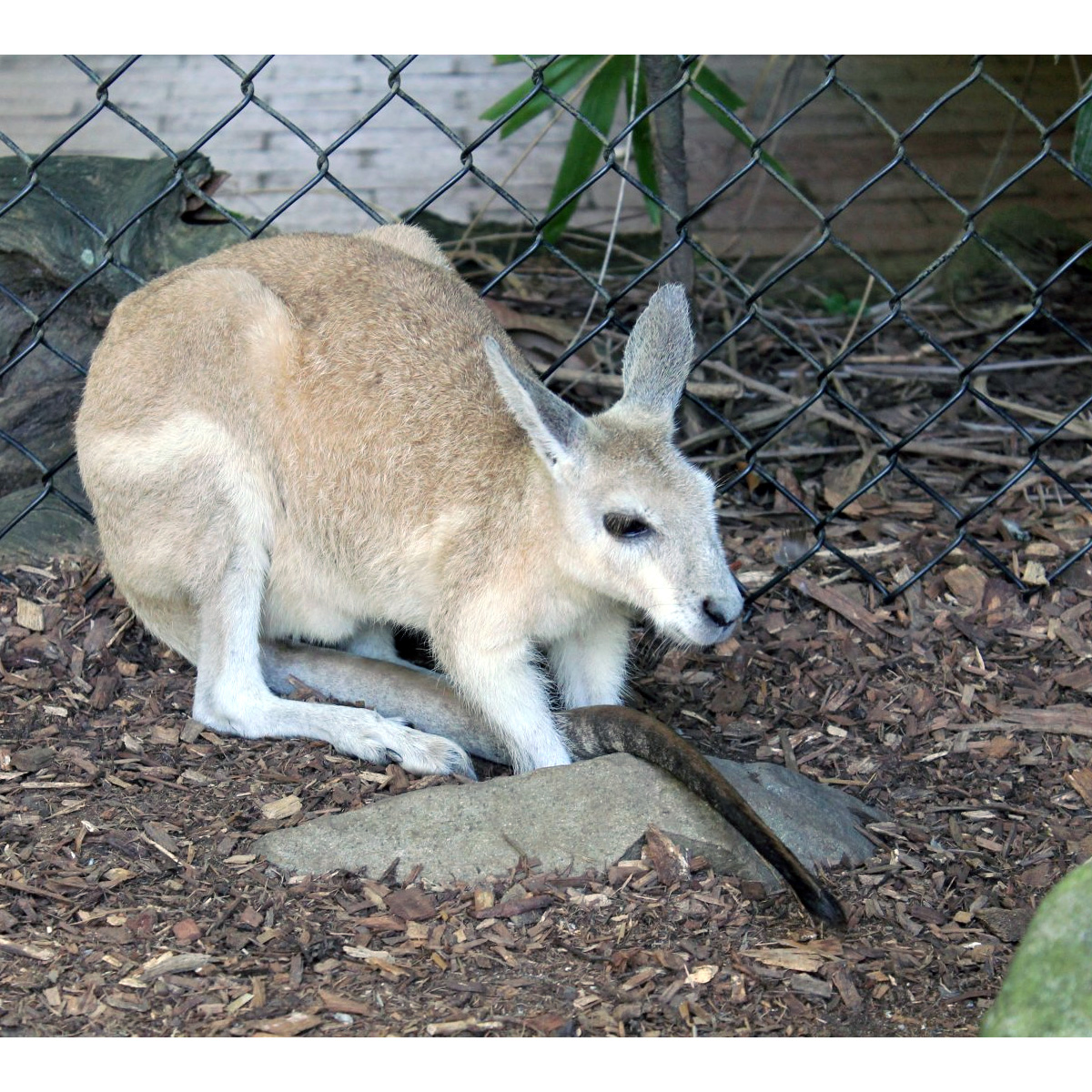 Плоскокоготный кенгуру (Onychogalea unguifera) Фото №3