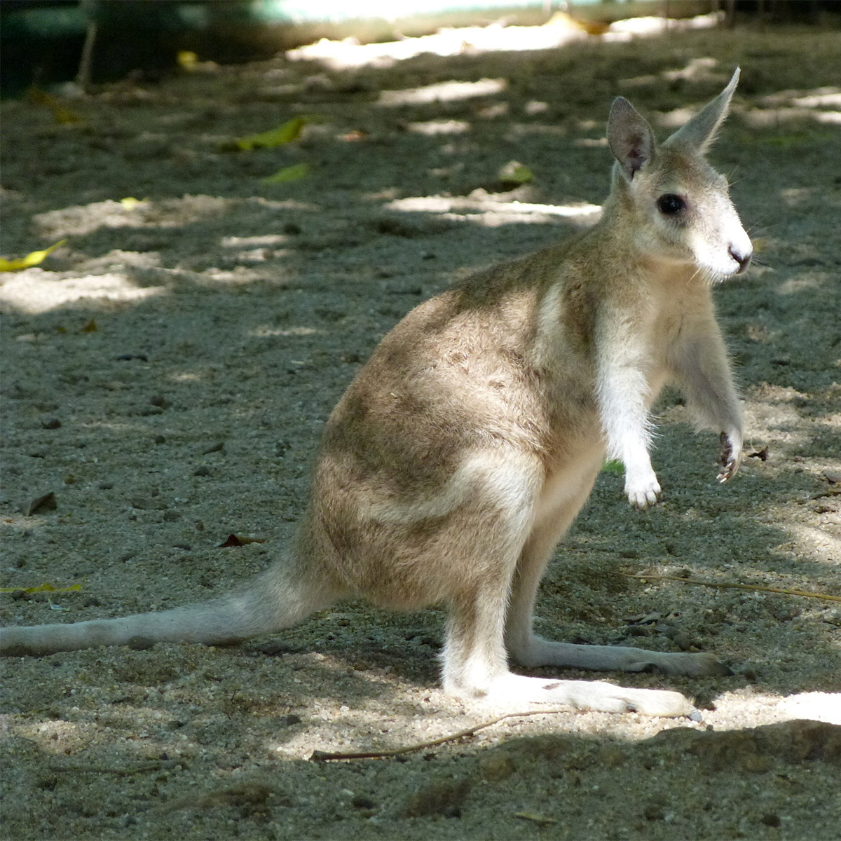 Плоскокоготный кенгуру (Onychogalea unguifera) Фото №4