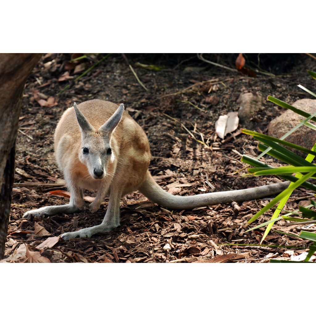 Плоскокоготный кенгуру (Onychogalea unguifera) Фото №5