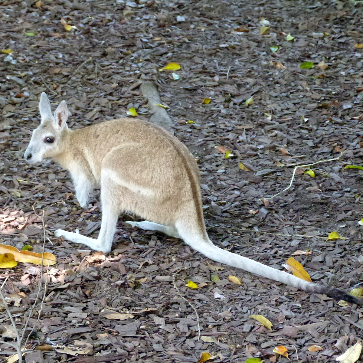 Плоскокоготный кенгуру (Onychogalea unguifera) Фото №6