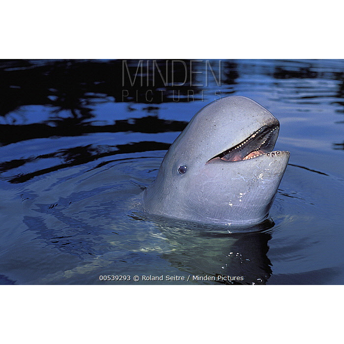 Иравадийский дельфин (Orcaella brevirostris) Фото №10