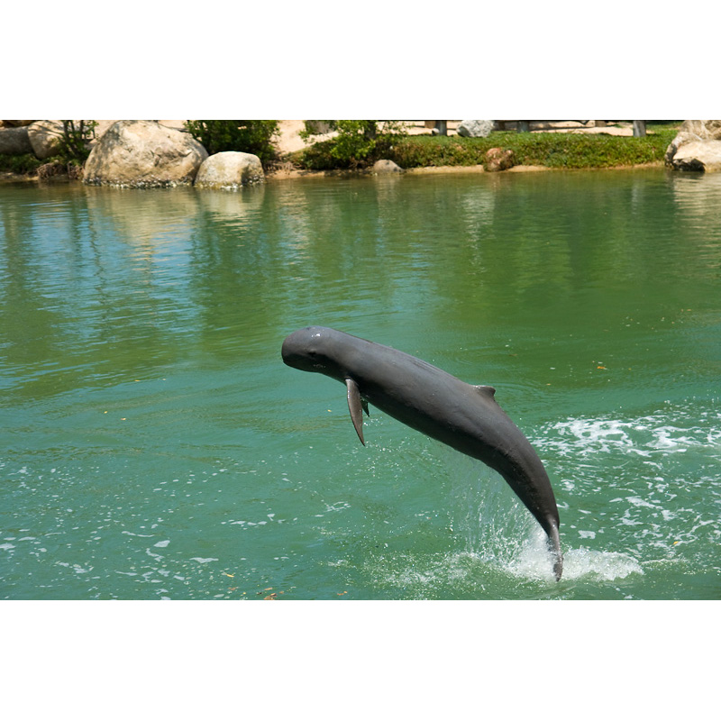 Иравадийский дельфин (Orcaella brevirostris) Фото №2