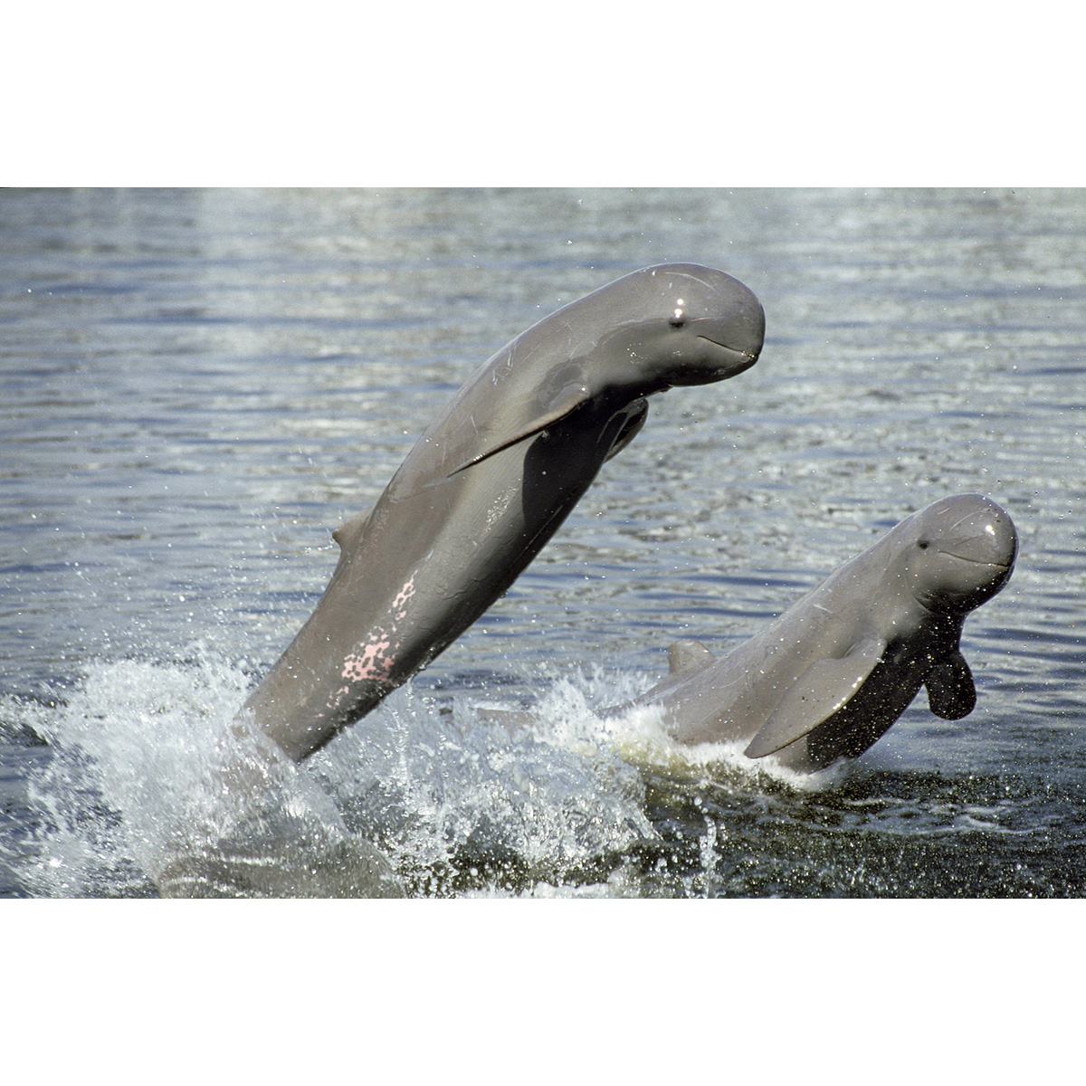 Иравадийский дельфин (Orcaella brevirostris) Фото №3