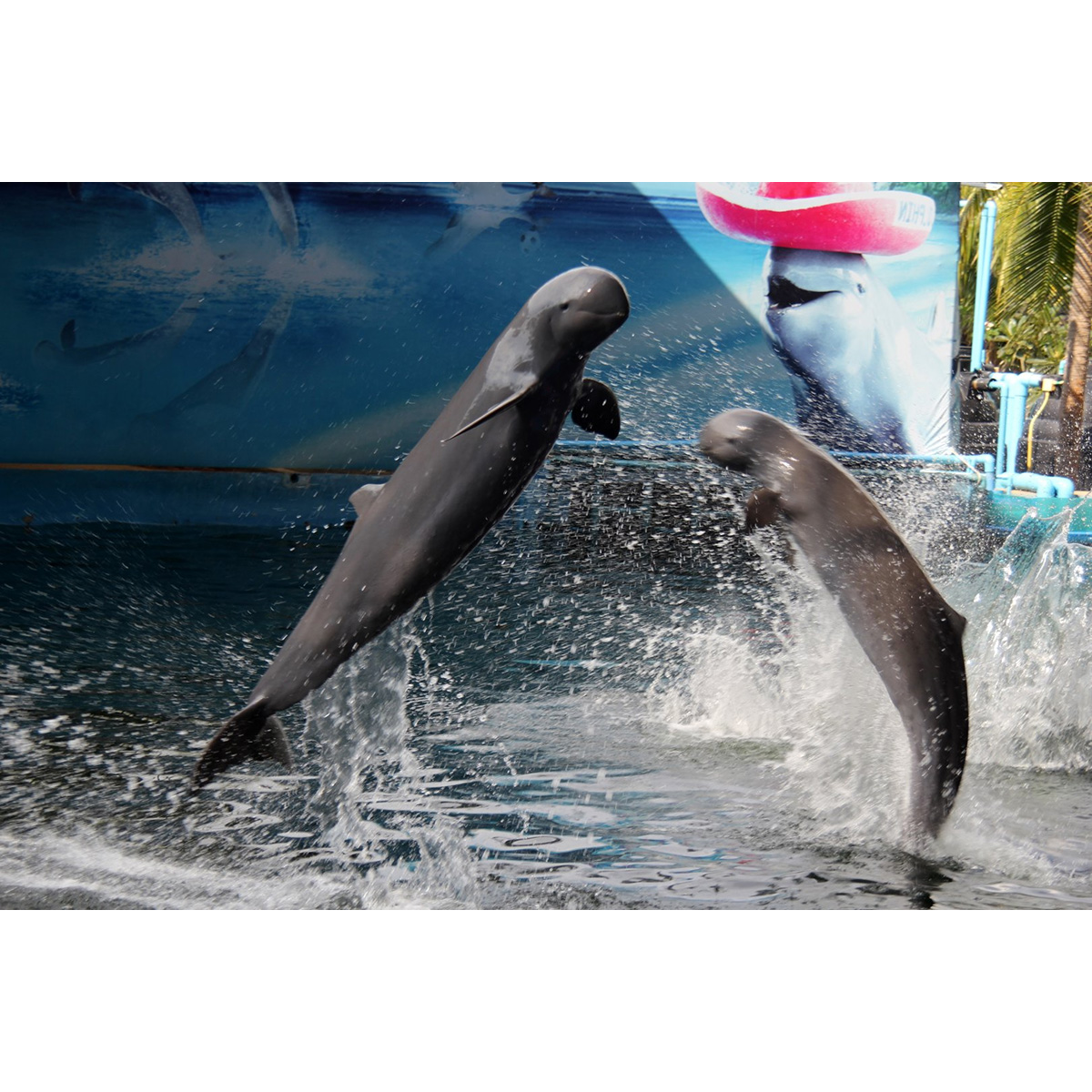 Иравадийский дельфин (Orcaella brevirostris) Фото №6