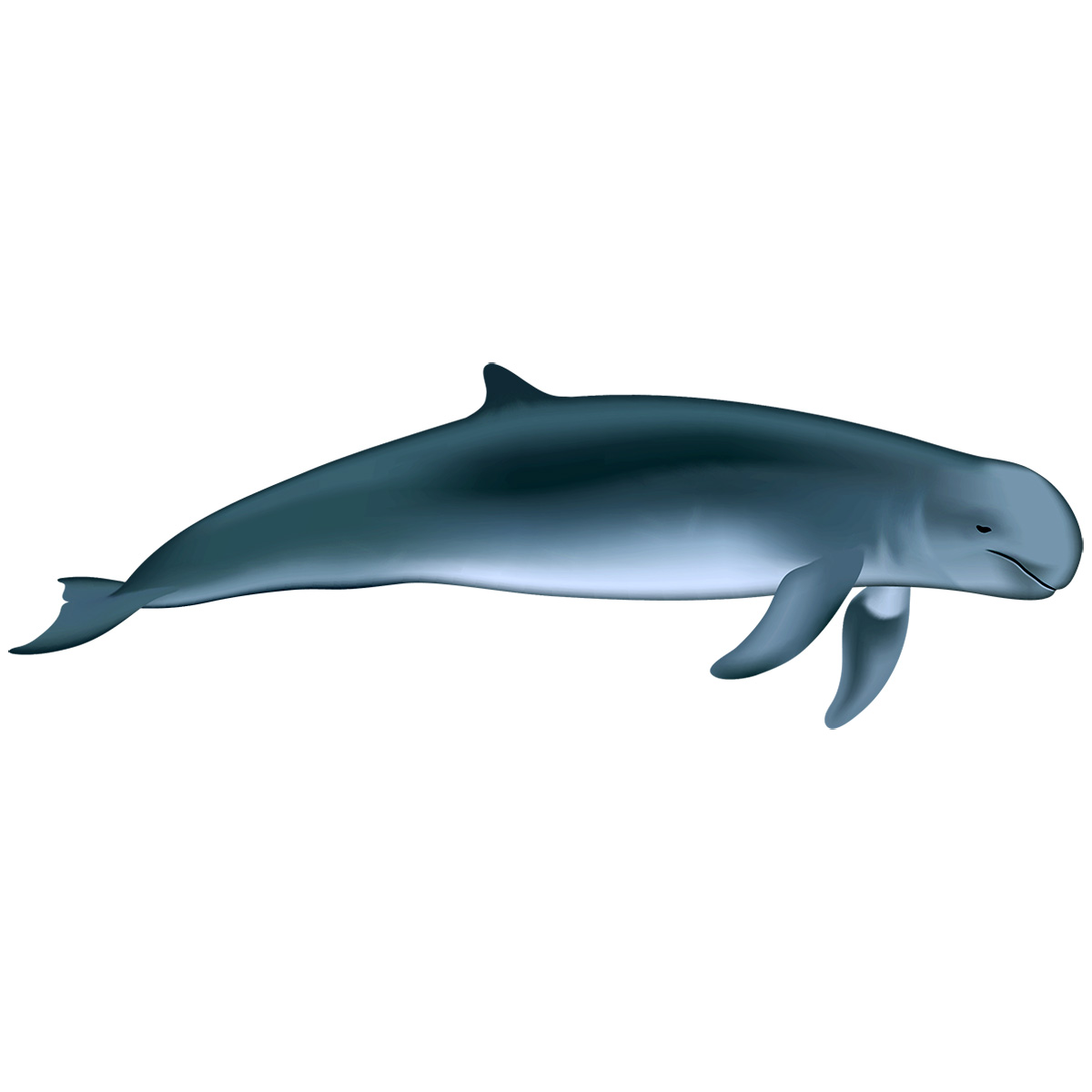 Иравадийский дельфин (Orcaella brevirostris) Фото №1
