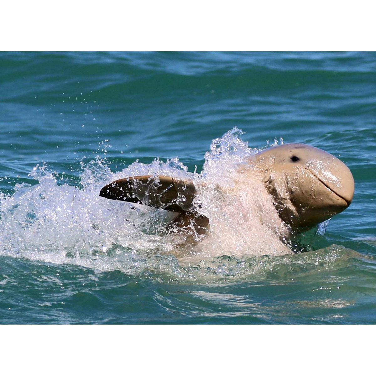 Австралийский курносый дельфин (Orcaella heinsohni) Фото №10