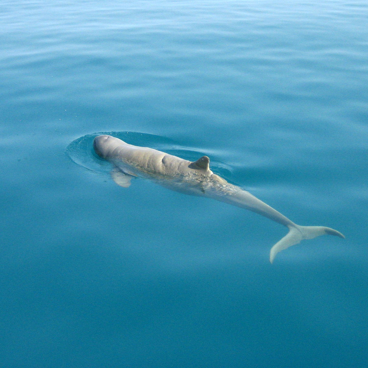 Австралийский курносый дельфин (Orcaella heinsohni) Фото №2