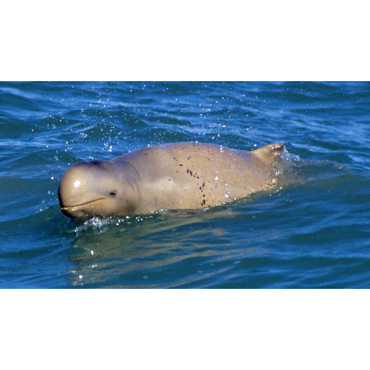 Австралийский курносый дельфин (Orcaella heinsohni) Фото №3