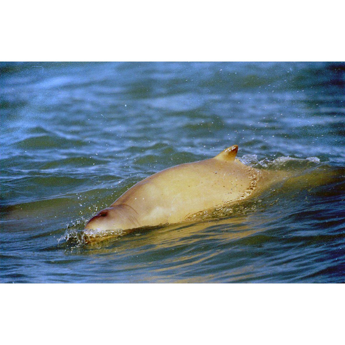 Австралийский курносый дельфин (Orcaella heinsohni) Фото №4