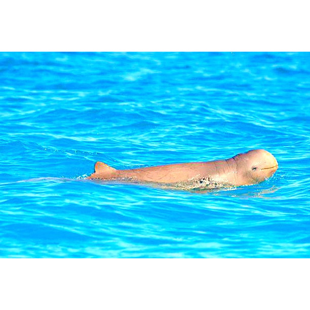 Австралийский курносый дельфин (Orcaella heinsohni) Фото №5