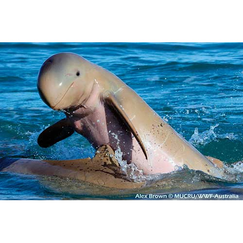 Австралийский курносый дельфин (Orcaella heinsohni) Фото №6