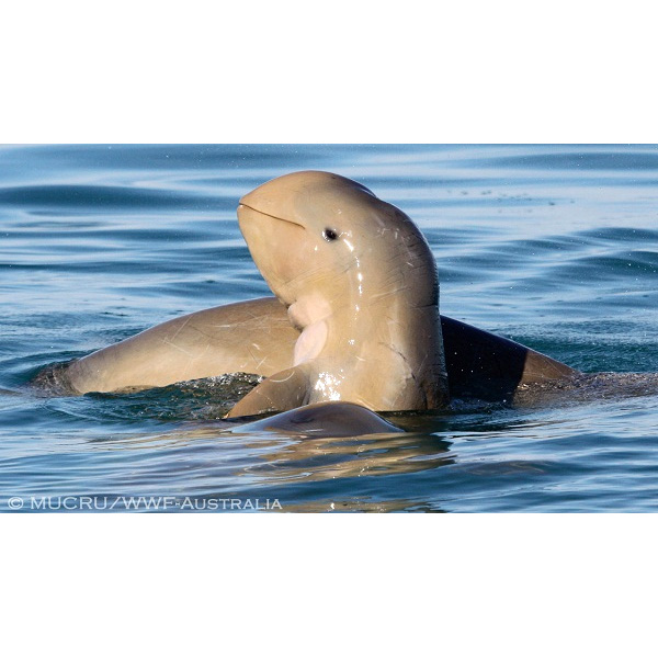 Австралийский курносый дельфин (Orcaella heinsohni) Фото №7