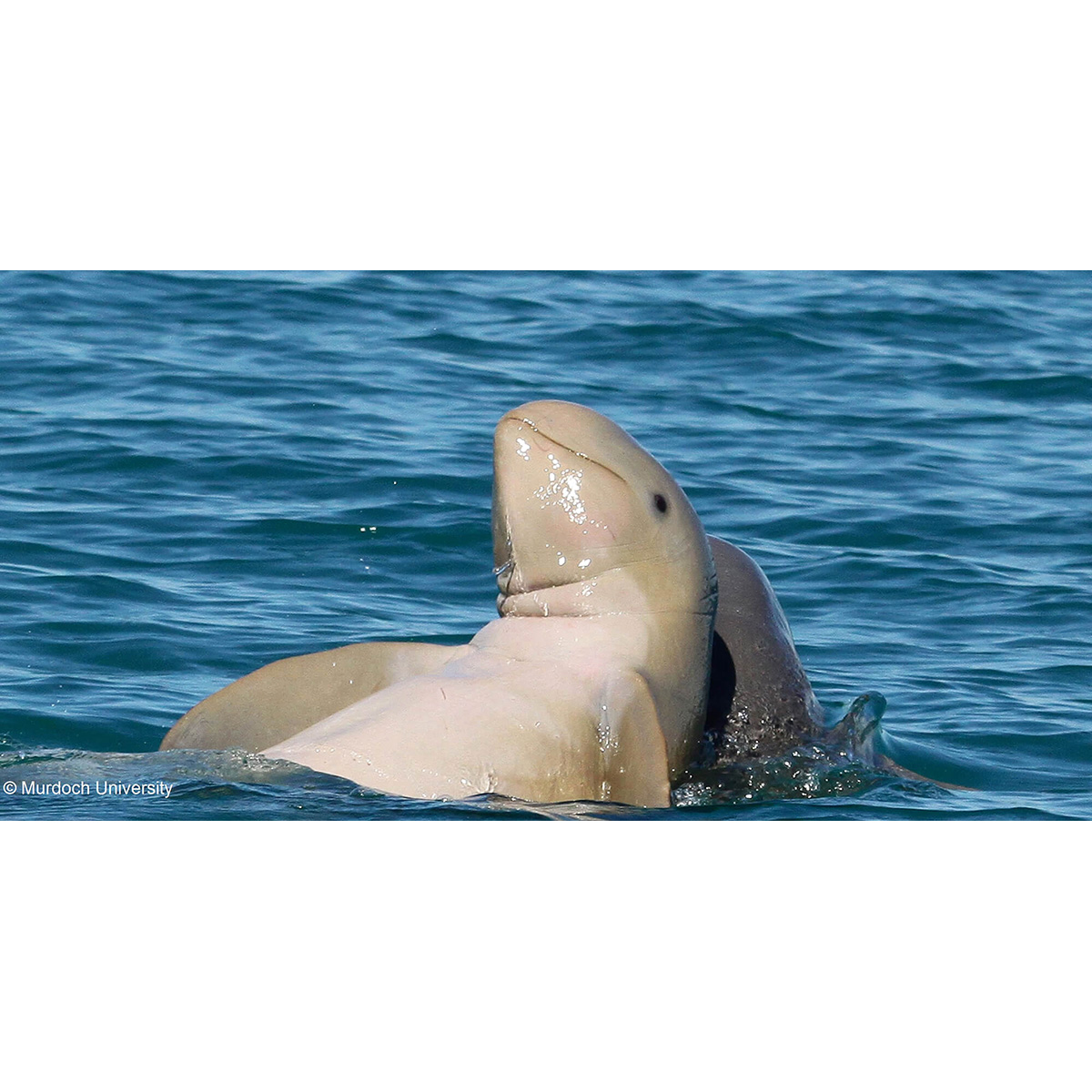 Австралийский курносый дельфин (Orcaella heinsohni) Фото №8