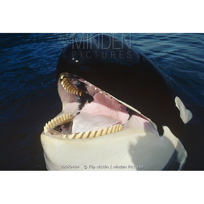 Косатка (Orcinus orca) Фото №10