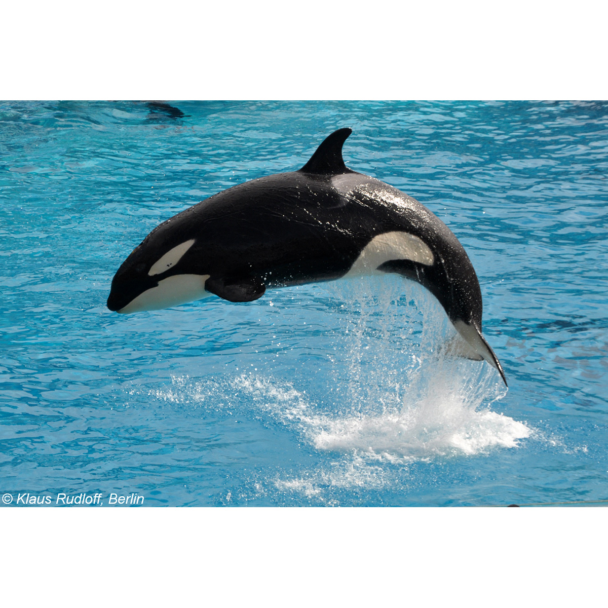 Косатка (Orcinus orca) Фото №2