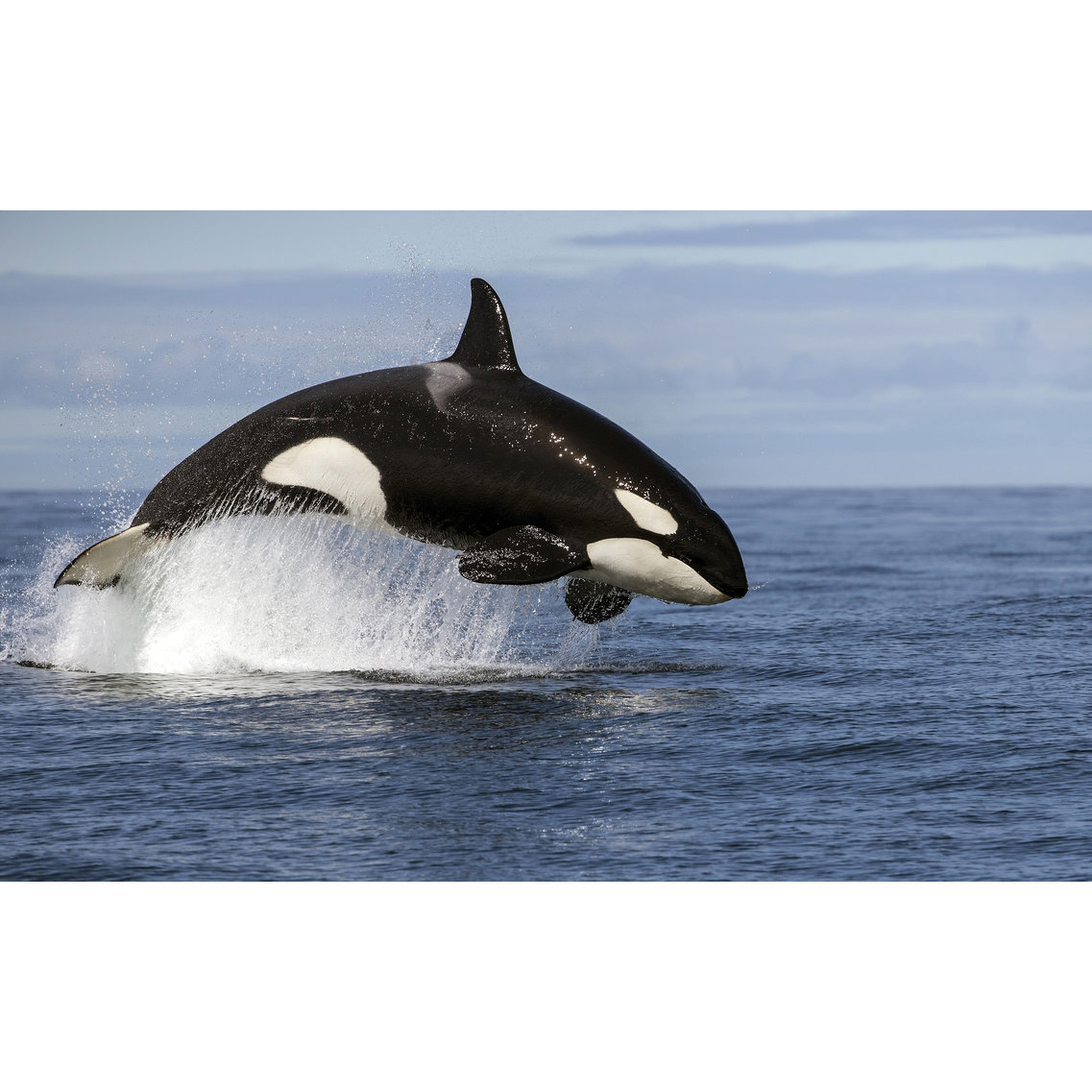 Косатка (Orcinus orca) Фото №3