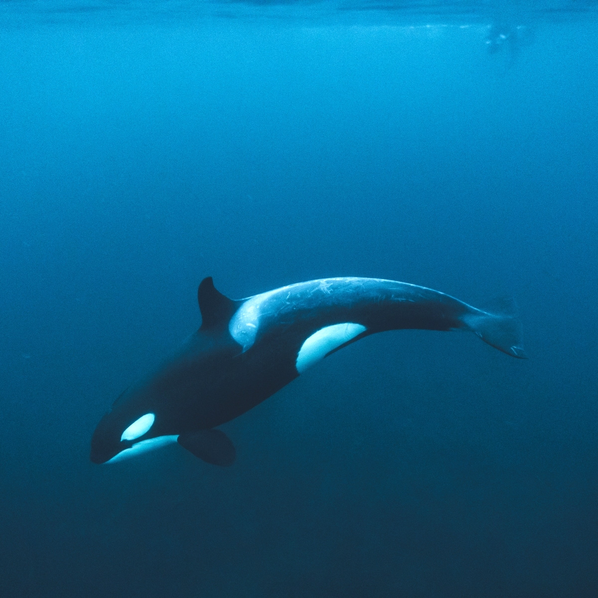 Косатка (Orcinus orca) Фото №4