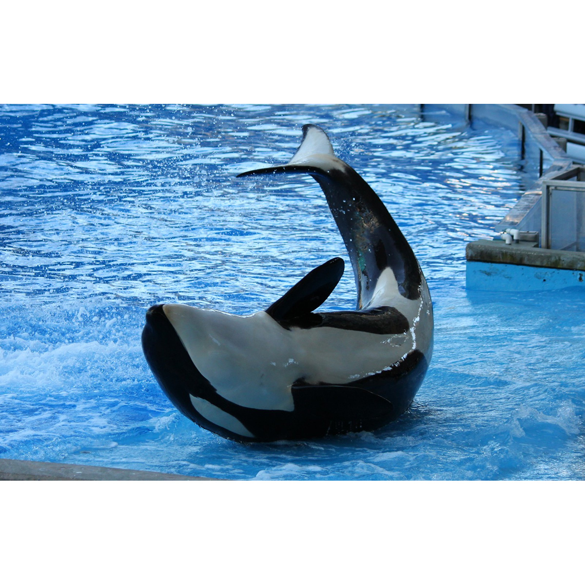 Косатка (Orcinus orca) Фото №6