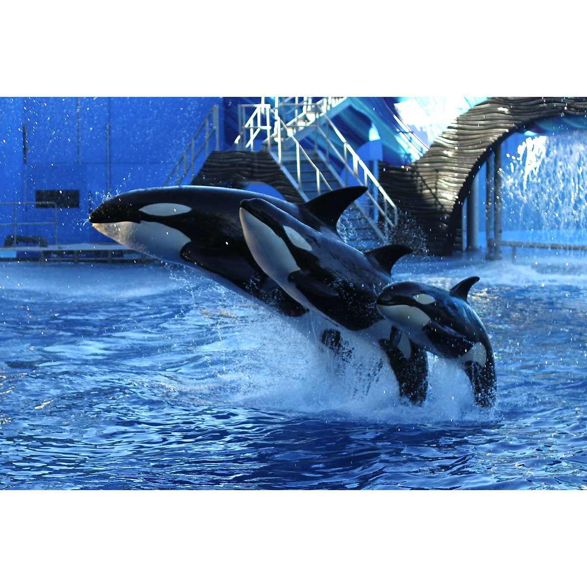 Косатка (Orcinus orca) Фото №7