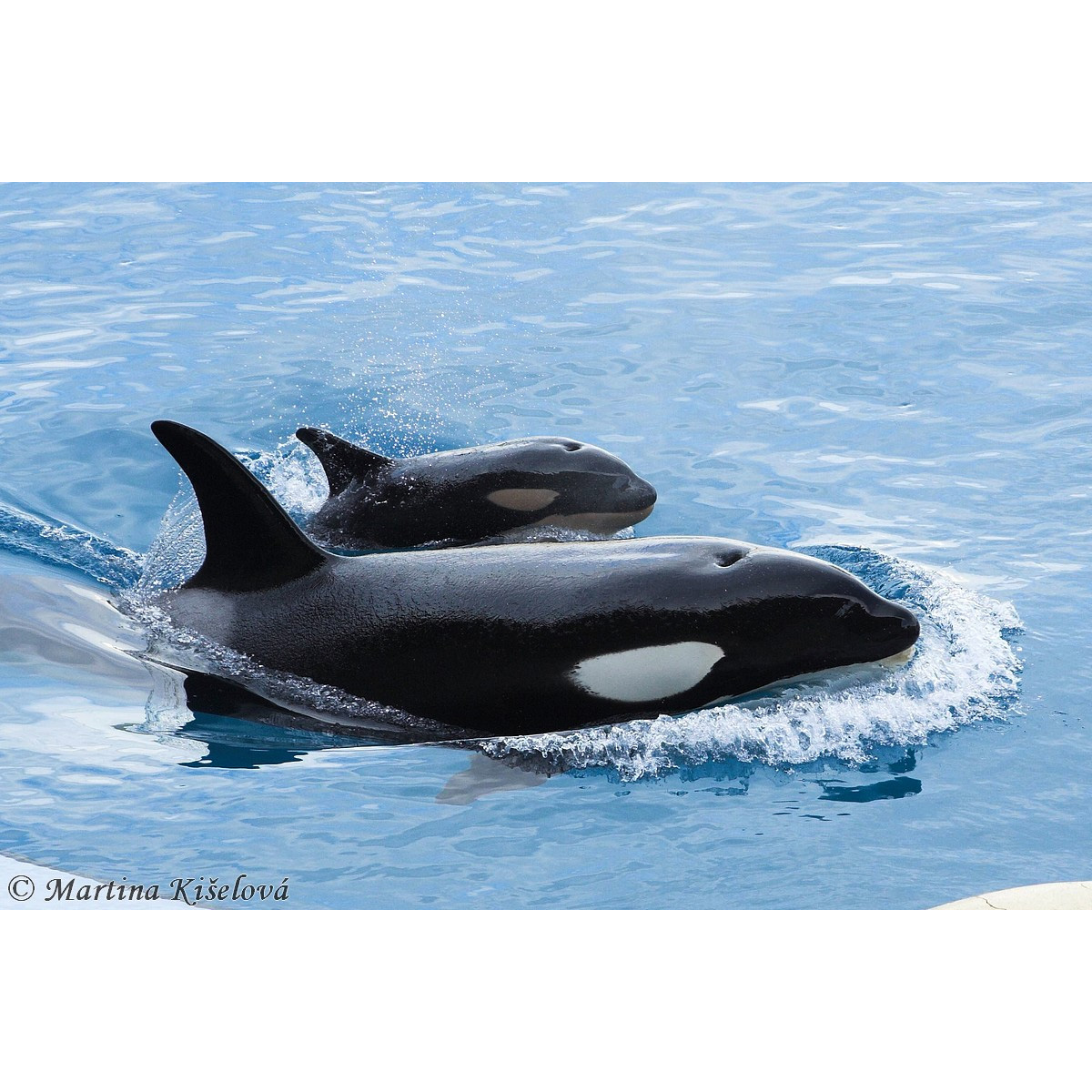 Косатка (Orcinus orca) Фото №8