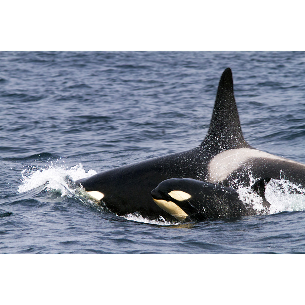 Косатка (Orcinus orca) Фото №9
