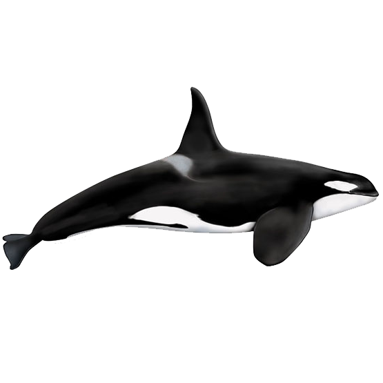 Косатка (Orcinus orca) Фото №1